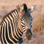 Zebra - Kruger